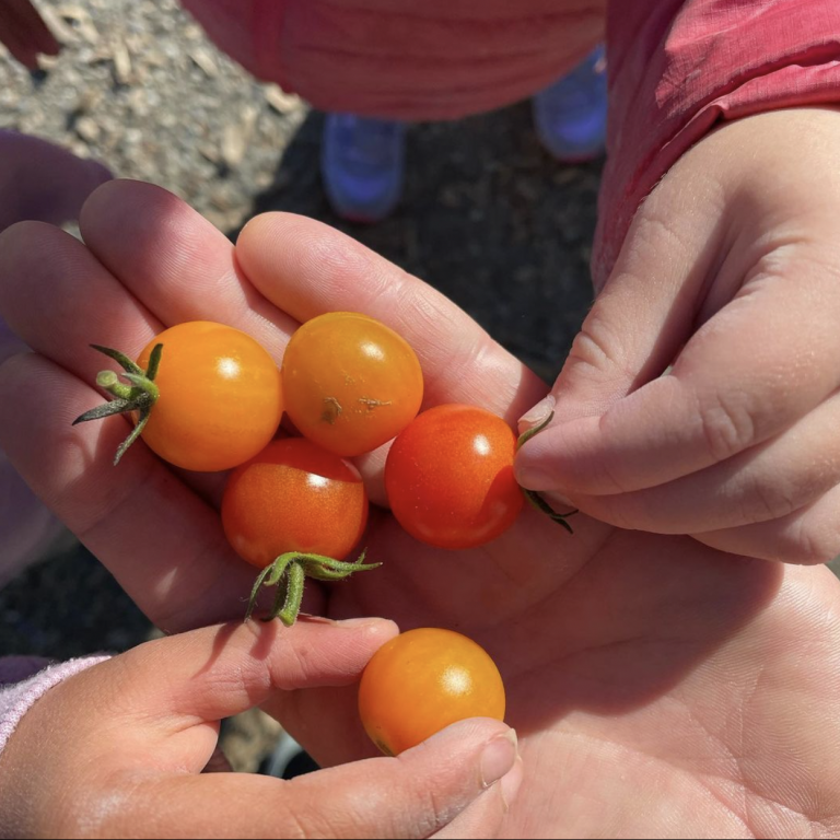 Homegrown Tomatoes at Montessori Garden